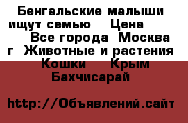 Бенгальские малыши ищут семью) › Цена ­ 5 500 - Все города, Москва г. Животные и растения » Кошки   . Крым,Бахчисарай